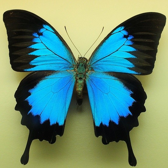 Photo:  Ulysses butterfly is the emblem of Queensland